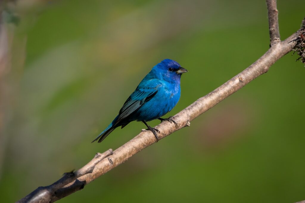 bird, tree, indigo bunting-7993815.jpg