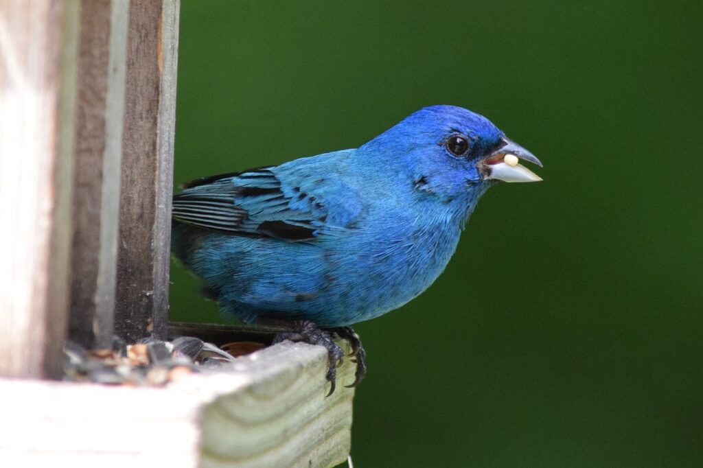 indigo, bunting, bird-3590765.jpg