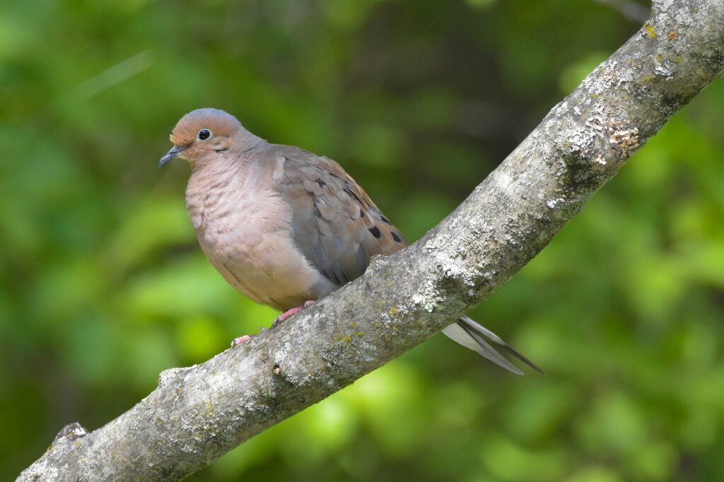 mourning dove, bird, bird perched on a branch-5552510.jpg
