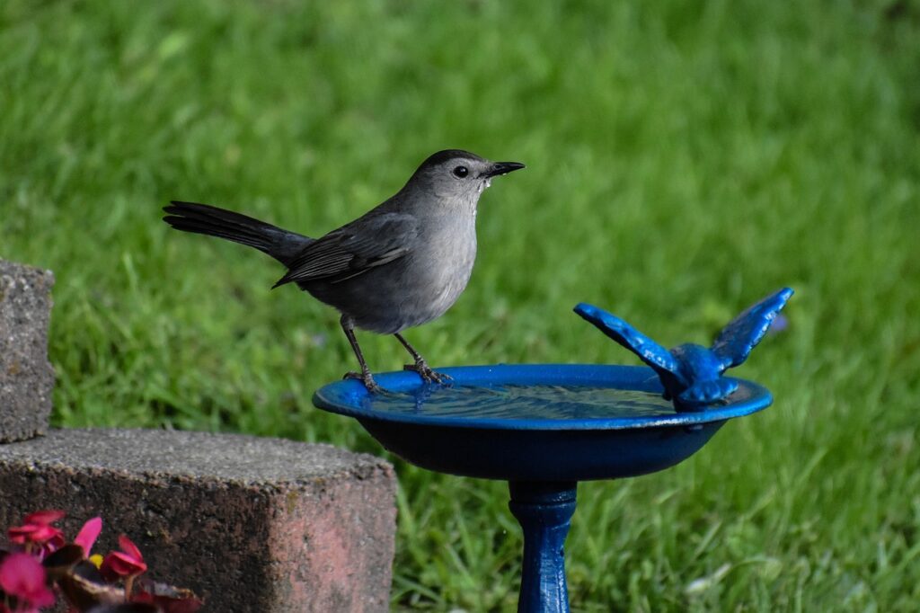 bird, gray catbird, drinking water-4384747.jpg