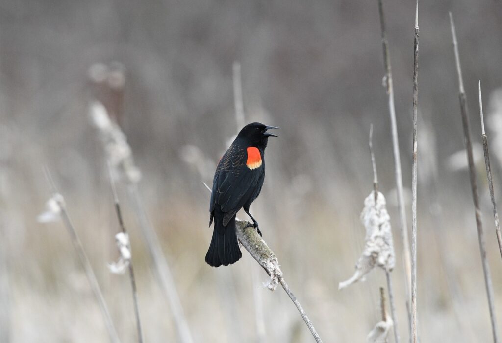 bird, red-winged blackbird, wildlife-7885354.jpg