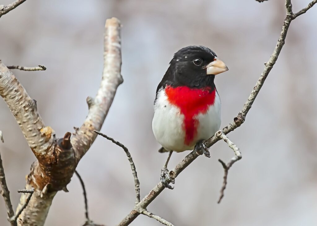 bird, rose-breasted grosbeak, ornithology-7005391.jpg