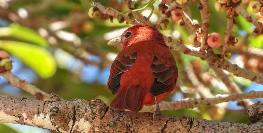 bird, scarlet tanager, ornithology-6928881.jpg