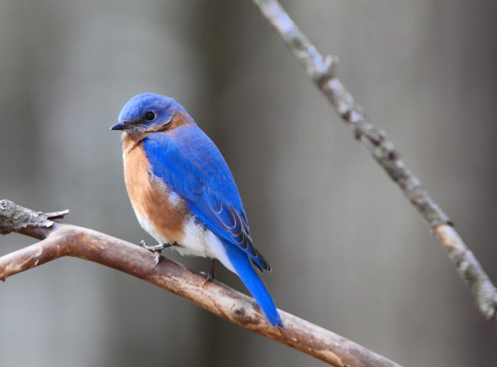 bluebird, bird, eastern bluebird-5002774.jpg - Migratory Birds