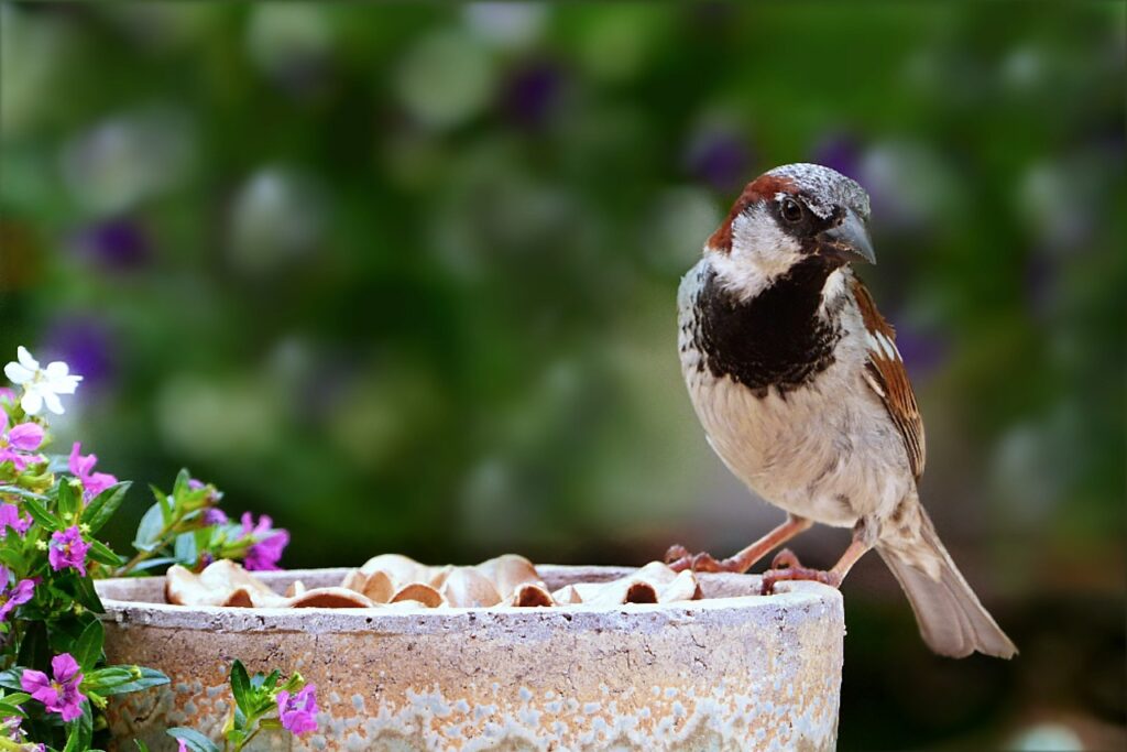 bird, nature, sparrow-6995810.jpg