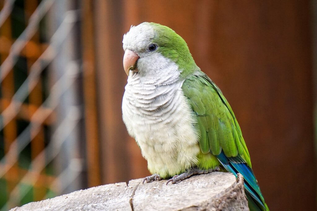 bird, zoo, parakeet-1435859.jpg
