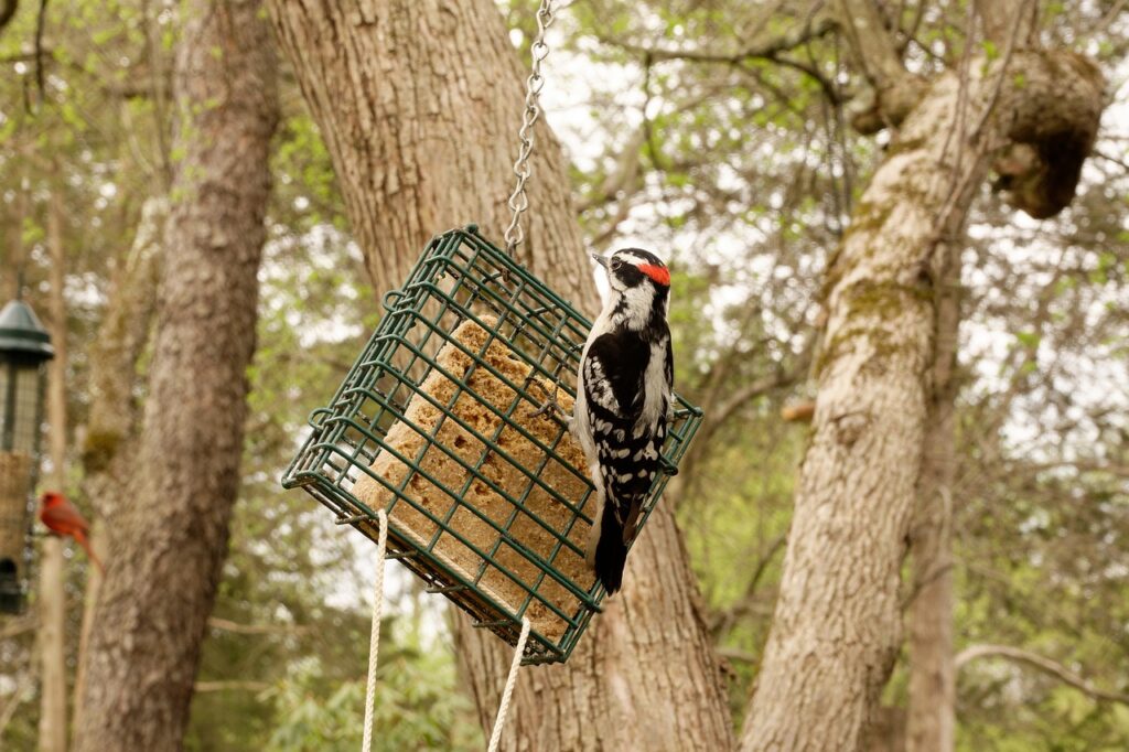 downy woodpecker, bird, feeder-5768415.jpg