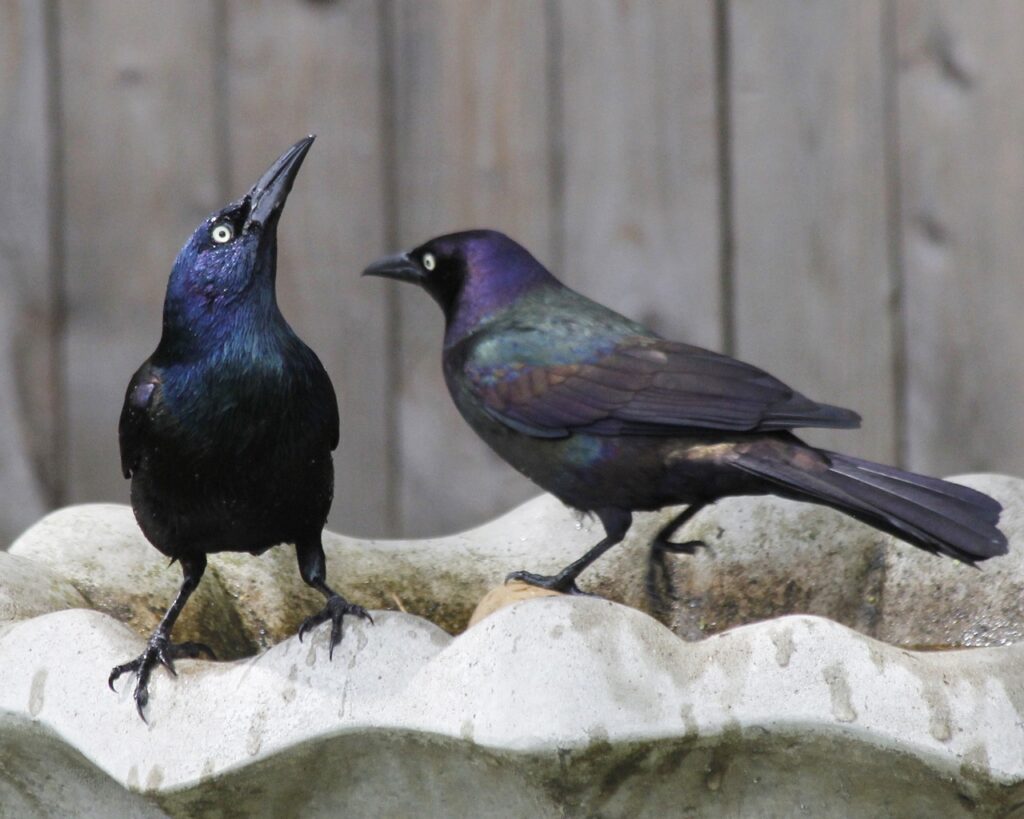 grackle, birds, nature-5255344.jpg