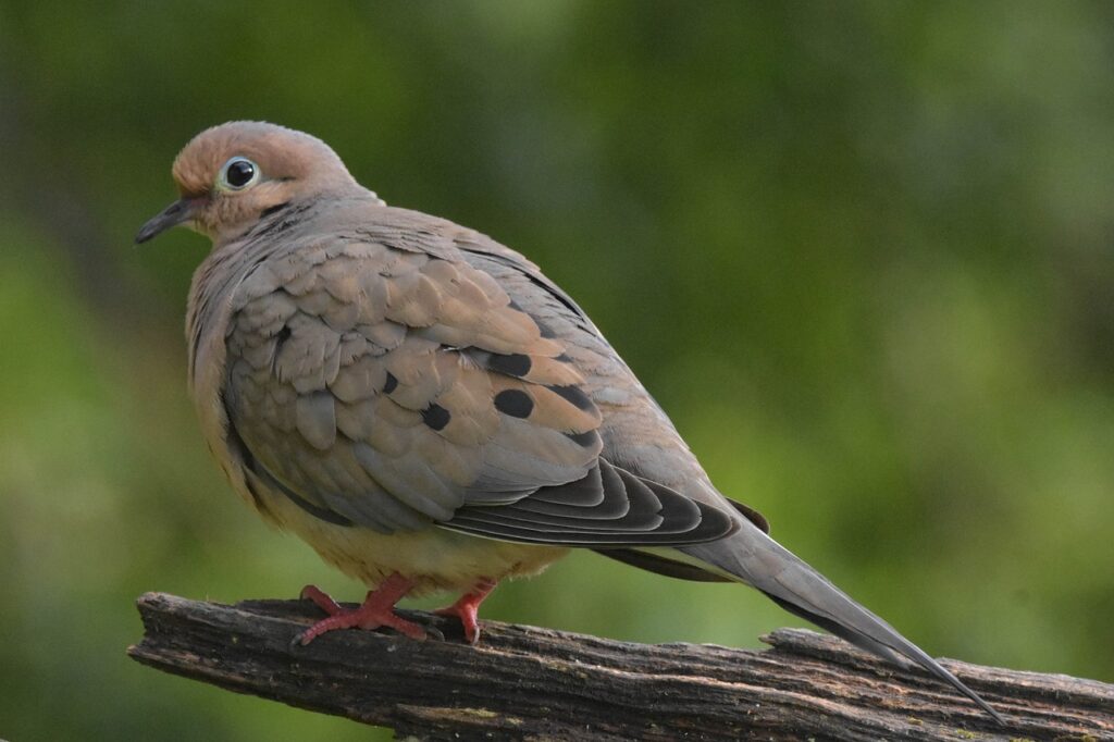 mourning dove, bird, perched-6484217.jpg
