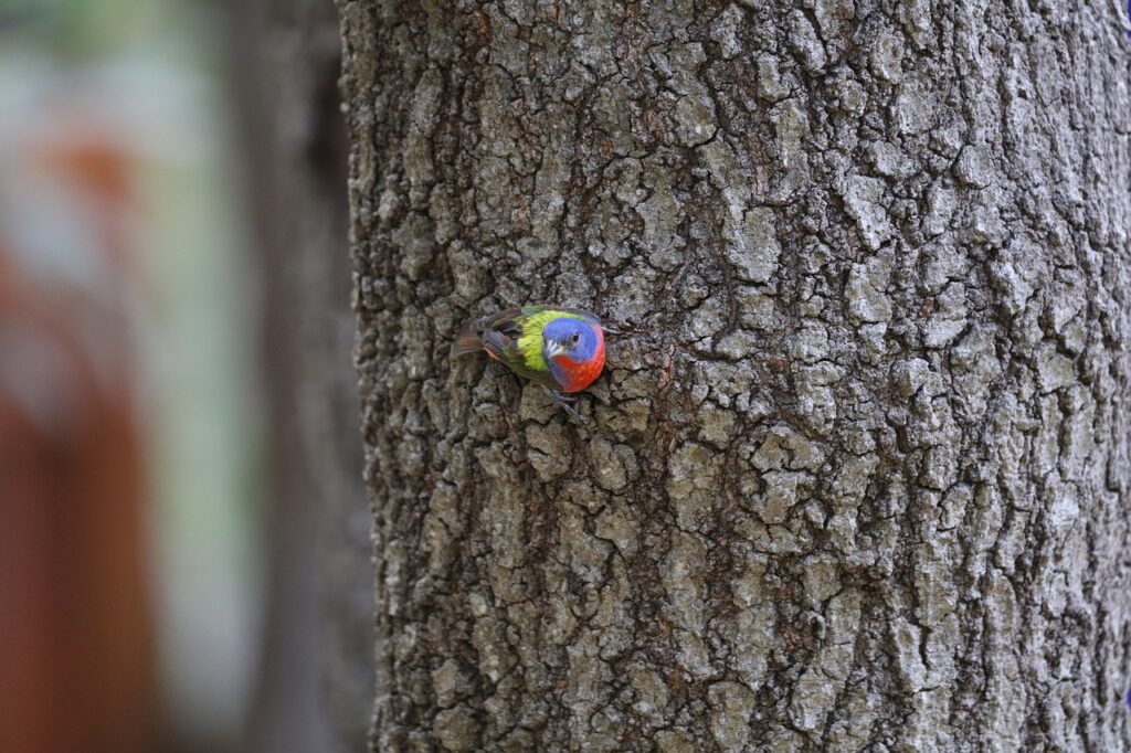 painted bunting, tree trunk, birds -7384532.jpg