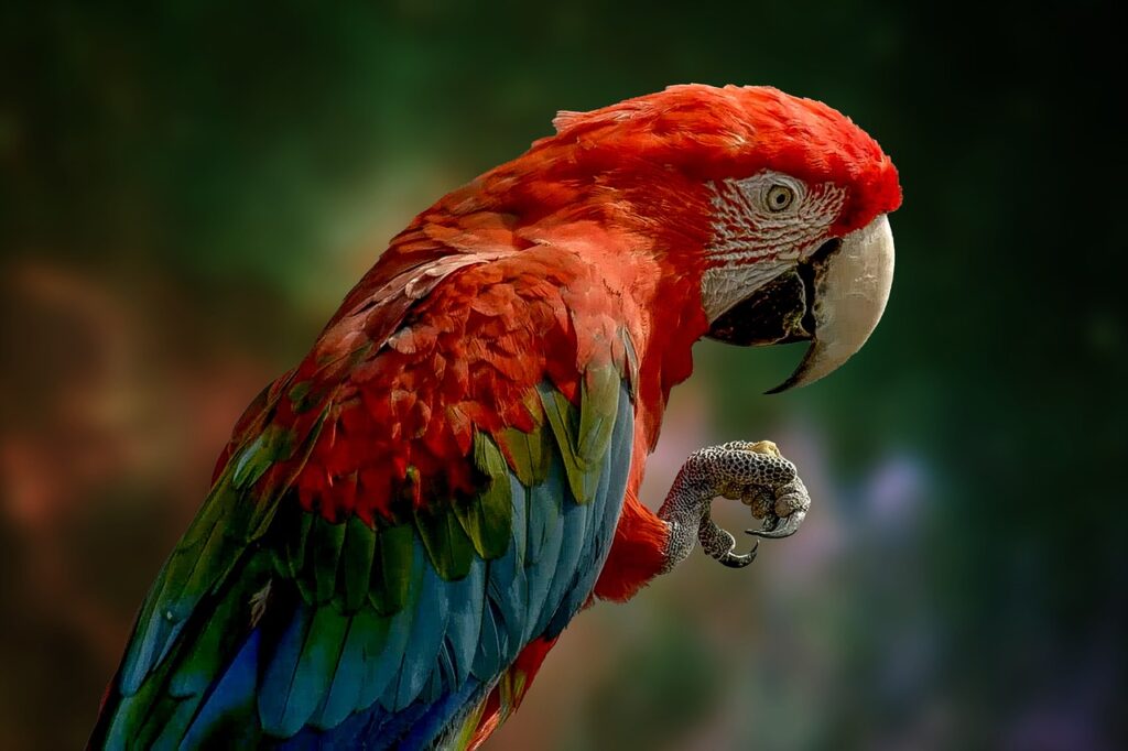 parrot, bird, feathers-6342271.jpg