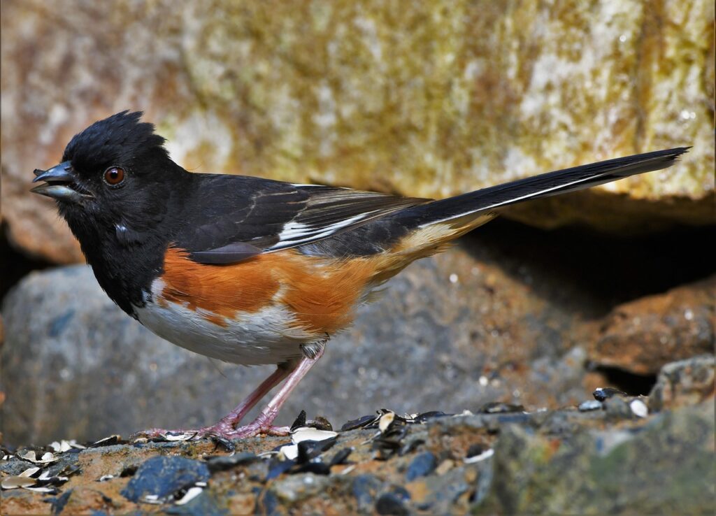 towhee, eastern, bird-5356618.jpg