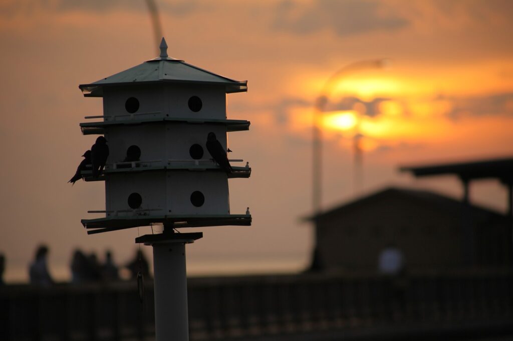 bird house, sunset, purple martins-325964.jpg