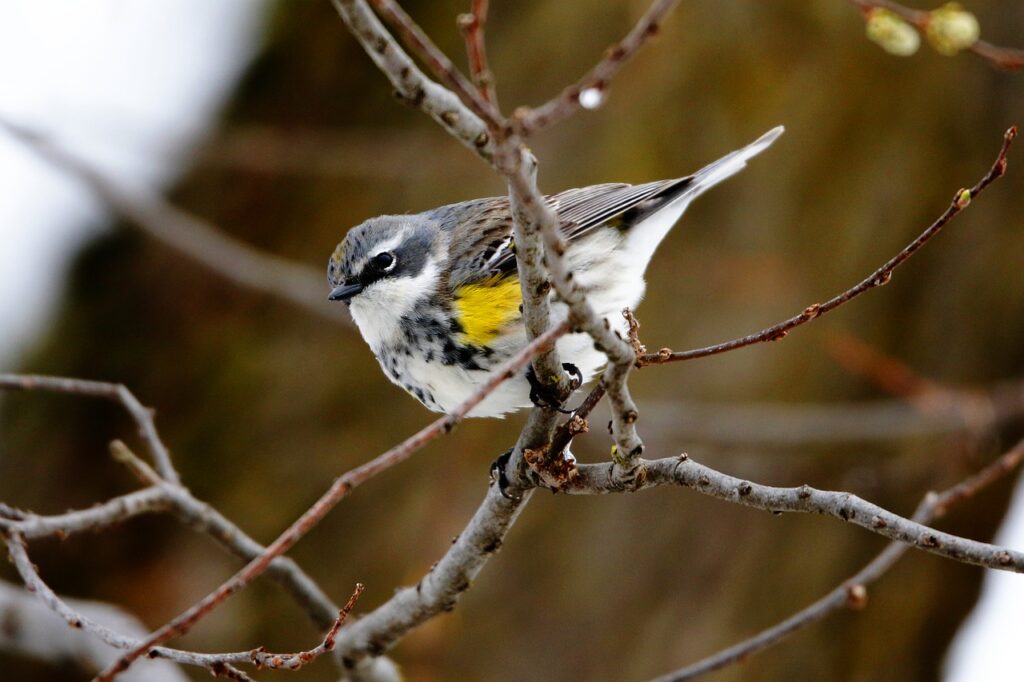 myrtle warbler, warbler, bird-7933754.jpg