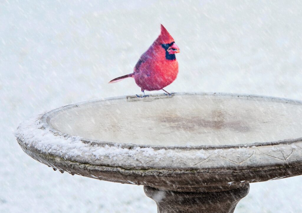 Late fall bird feeding tip - buy a heated bird bath! Pictured here is a red Northern Cardinal stopping at a bird bath in the winter. 