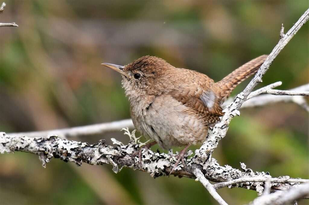 troglodytes aedon, house wren, bushes-4306988.jpg