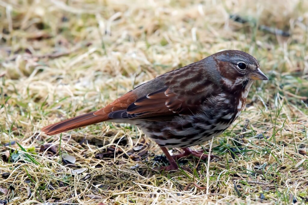 bird, fox sparrow, ornithology-7087113.jpg