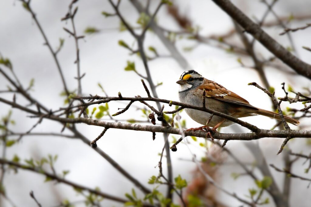bird, sparrow, ornithology-7947106.jpg