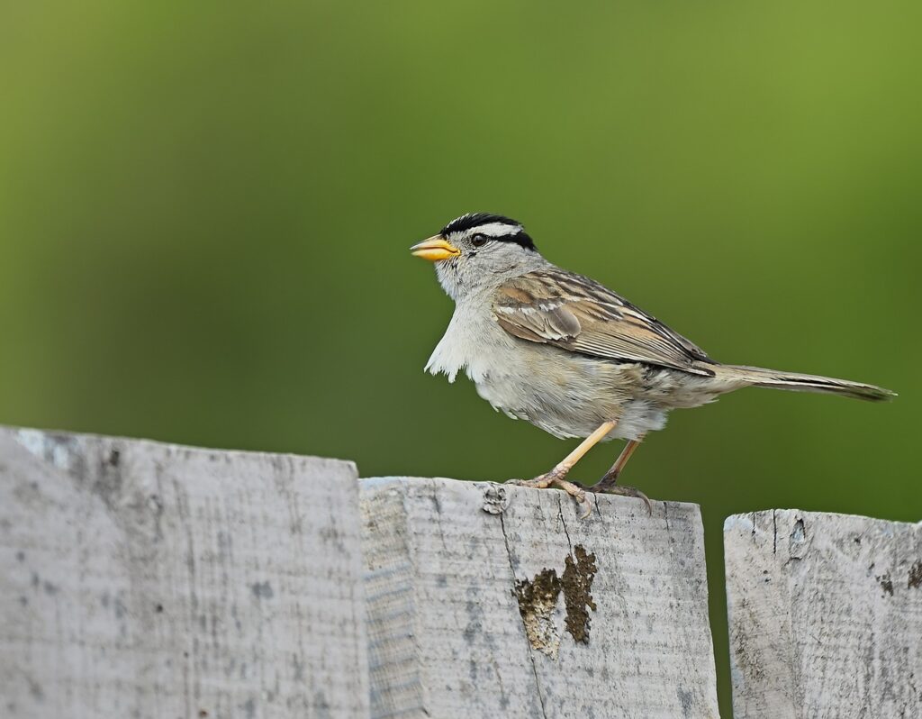 bird, white crowned sparrow, wildlife-8177980.jpg