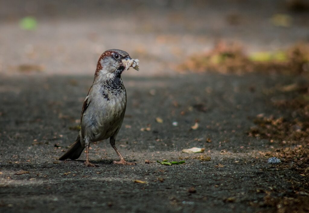 sparrow, bird, the male sparrow-3461015.jpg