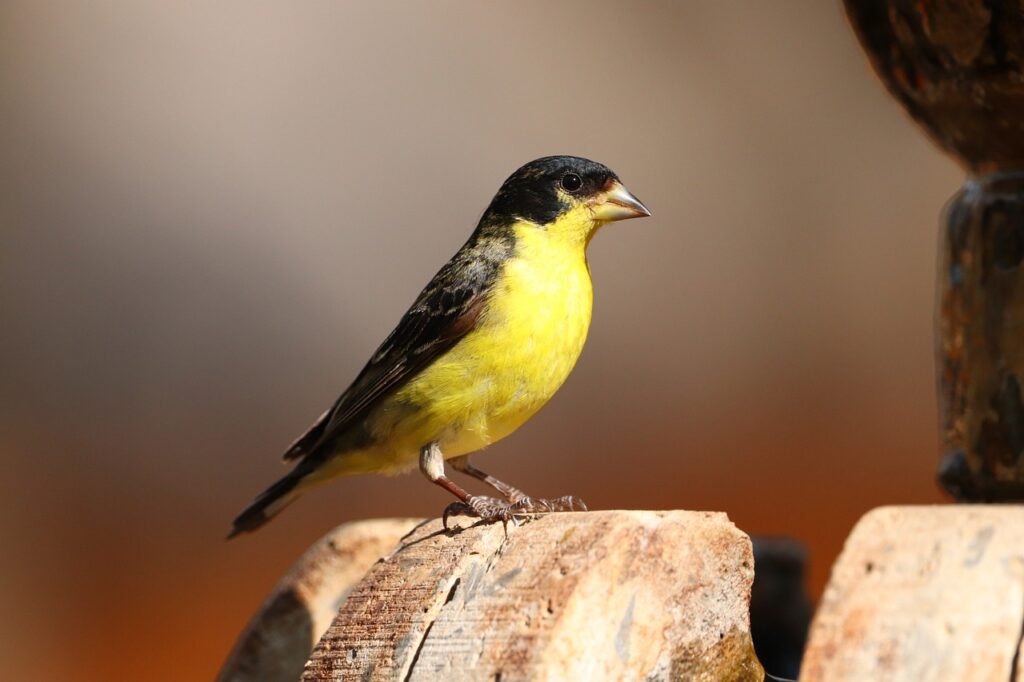 lesser goldfinch, bird, animal-6163153.jpg