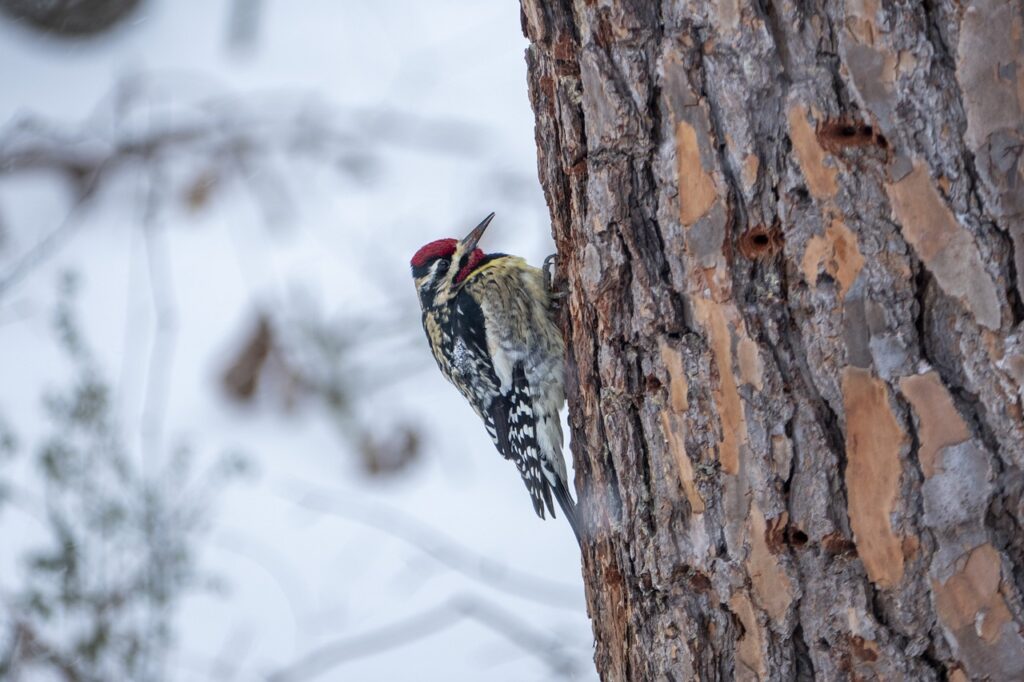 bird, woodpecker, feathers