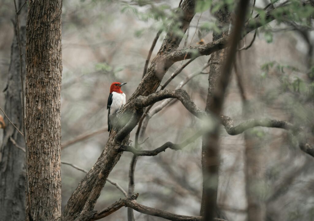 Photo of a Bird Perched on Tree Branch