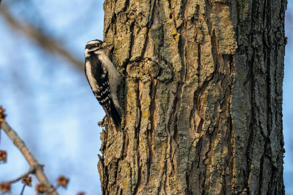 Downy Woodpecker on Tree