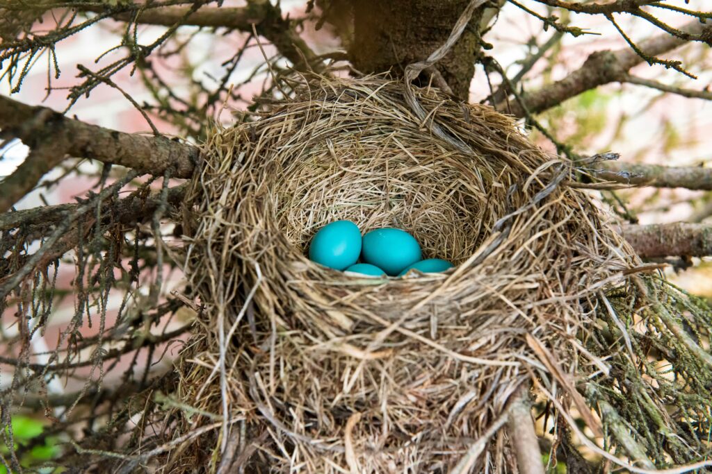 Captivating shot of a bird's nest with vibrant blue eggs tucked in a tree branch, showcasing nature's beauty.
