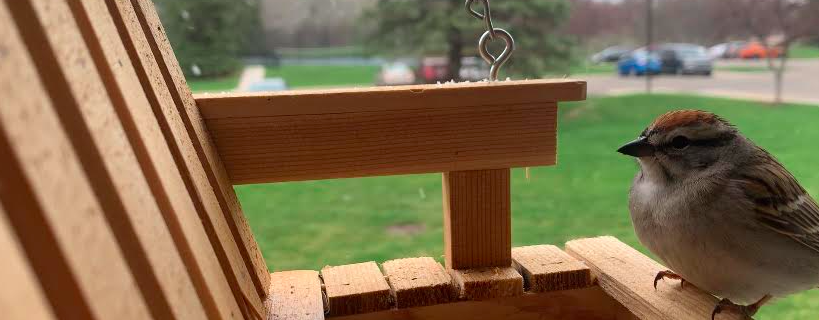 A Chipping Sparrow at a bird feeder