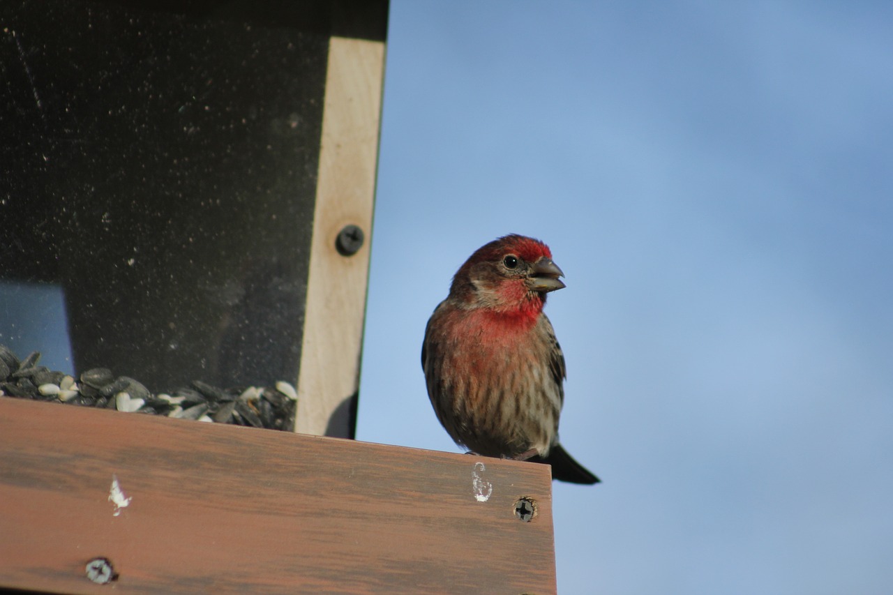 How to Attract 32 Minnesota Birds to Your Feeders (With Photos) - BIRD ...