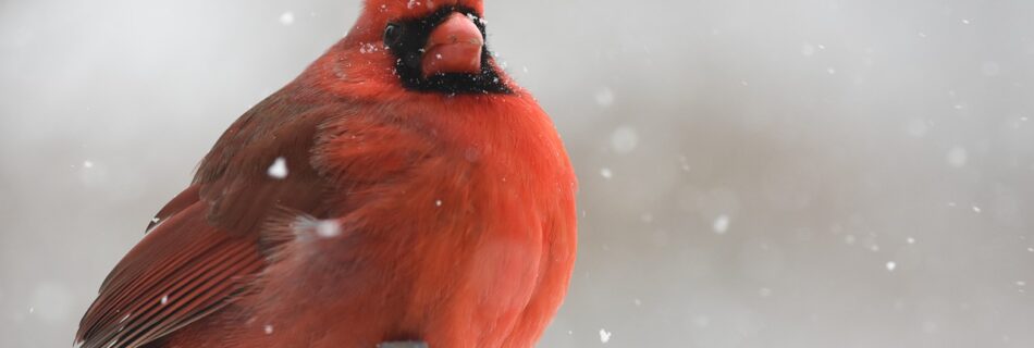 nature, bird, cardinal-4323645.jpg