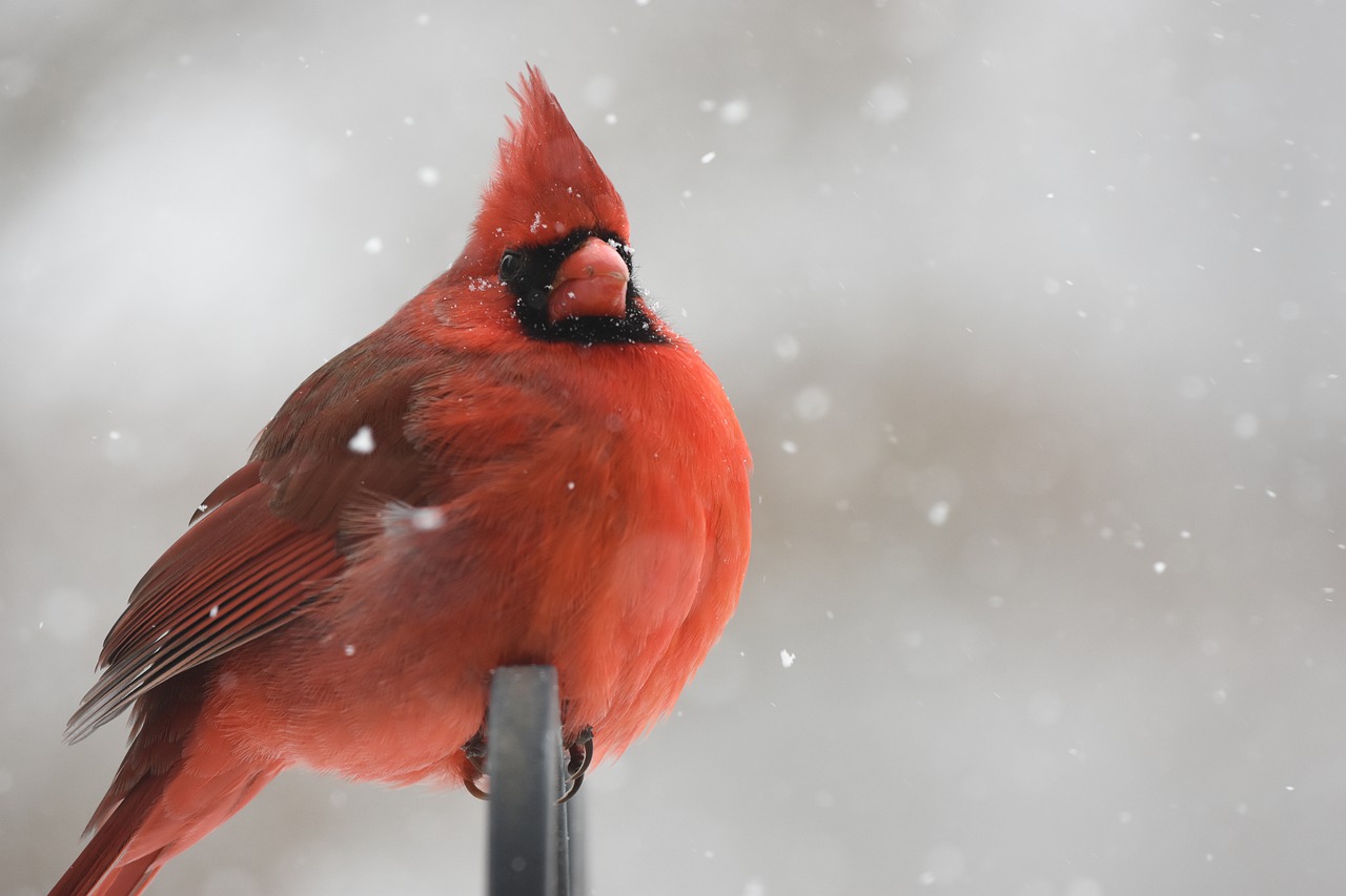 5 Proven Ways to Attract Cardinals to a Feeder