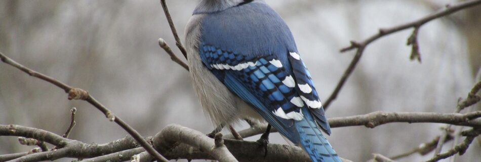 bird, blue jay, wildlife-3372316.jpg