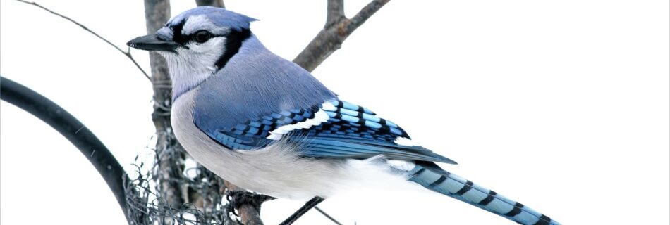 blue jay, bluejay, bird-5956835.jpg