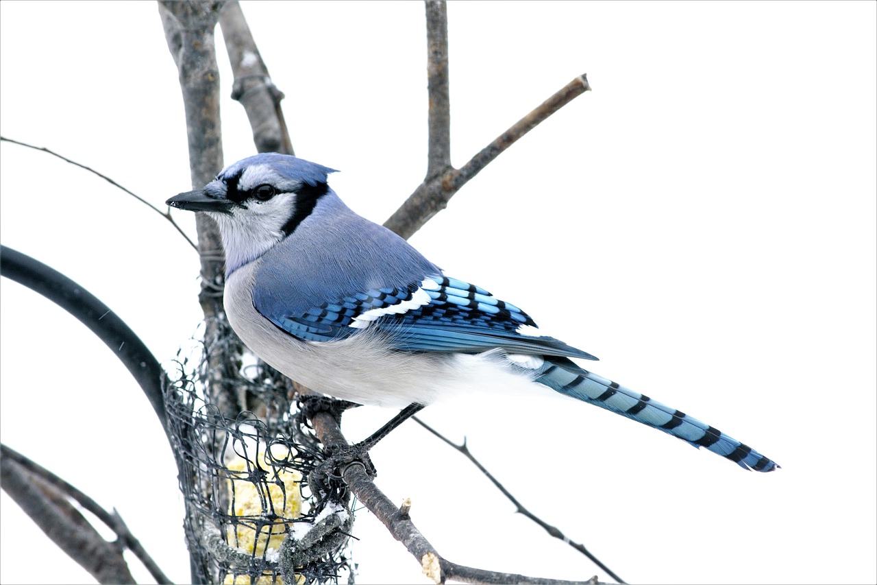 blue jay, bluejay, bird-5956835.jpg