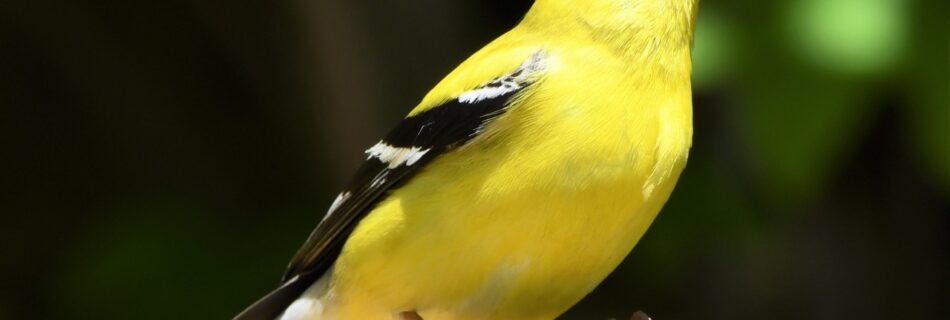 american goldfinch, finch, bird-5283117.jpg