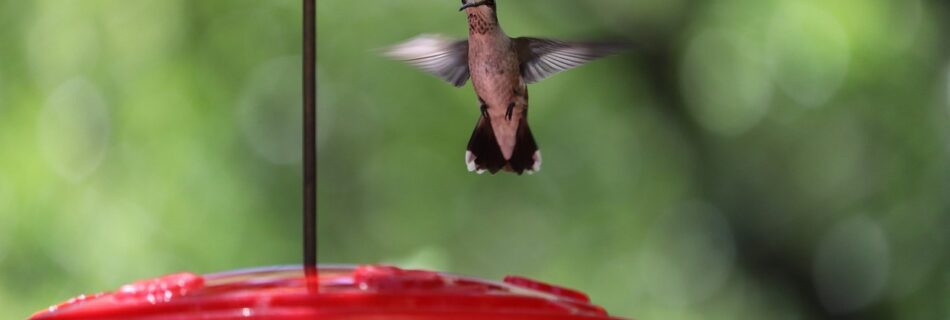 hummingbird, wildlife, bird-4281031.jpg