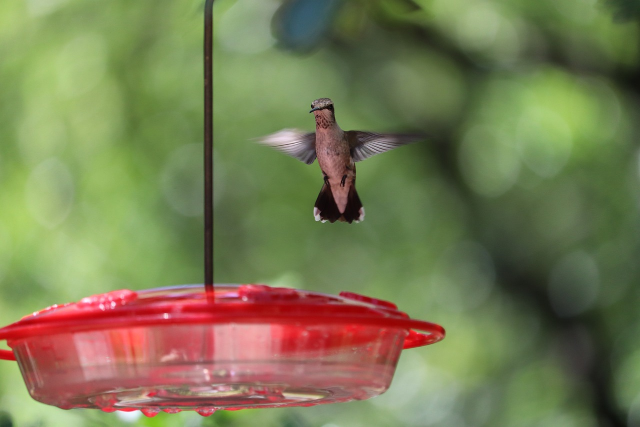 11 of the Best Hummingbird Feeders You Can Buy on Amazon