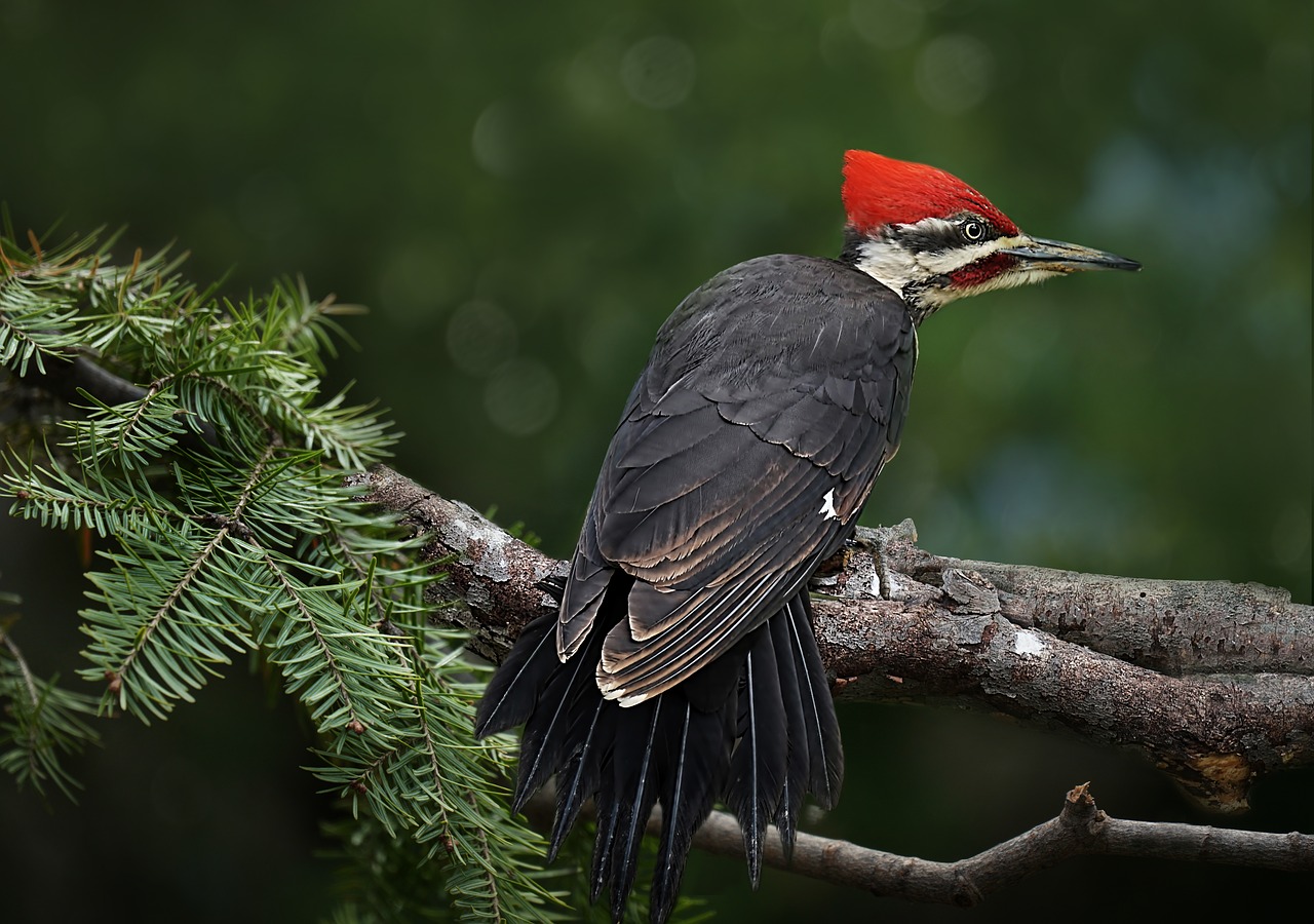 pileated woodpecker, birds, big birds-3537684.jpg