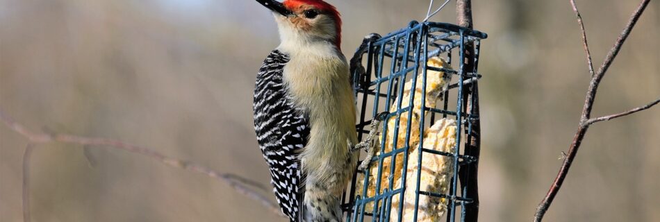 red bellied woodpecker, bird, bird feeder-6009164.jpg