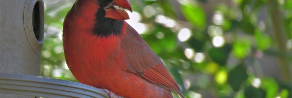 Looking for the best bird seeds on Amazon? Sunflower is awesome for Cardinals and is found throughout this story.