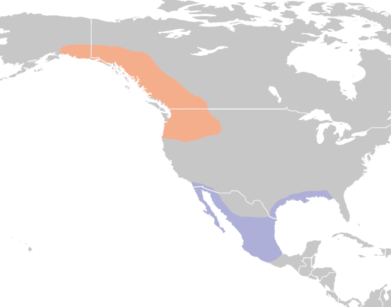 A range map for the Rufous Hummingbird