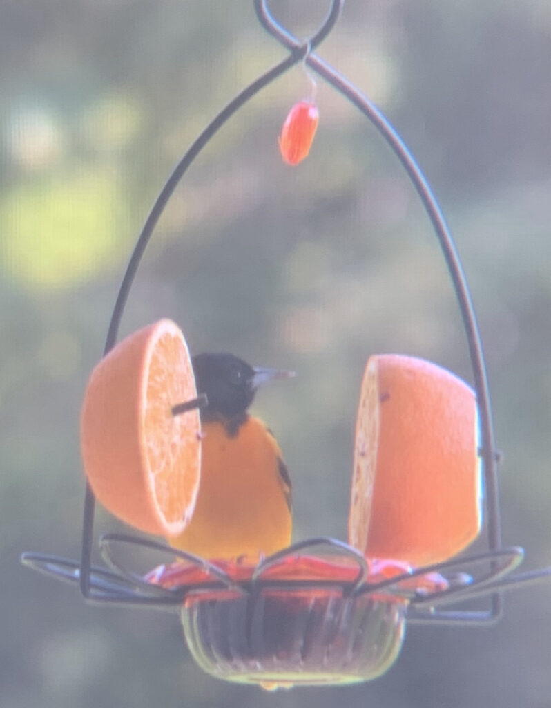 A Baltimore Oriole eating grape jelly and oranges at my bird feeder.
