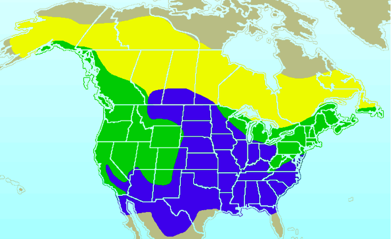 A map showing the range of Dark Eyed Junco birds. 