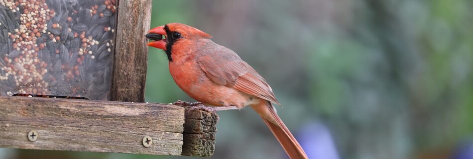 cardinal, bird, bird feeder-5792218.jpg