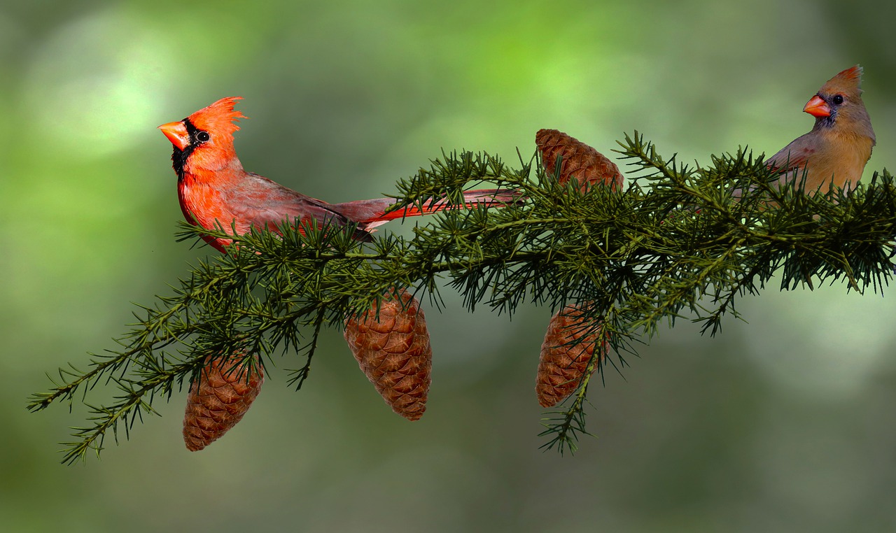 cardinals, bird, branches-5867485.jpg