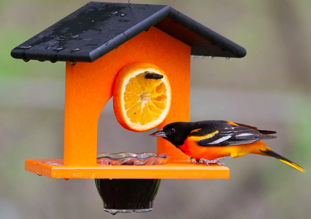 Amazon Baltimore Oriole Feeders - AmishToyBox.com Oriole Bird Feeder, Poly-Wood Hanging Oriole Jelly Feeder