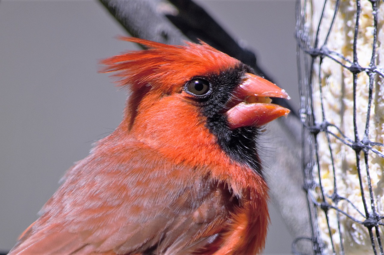 red, bird, cardinal-5163807.jpg