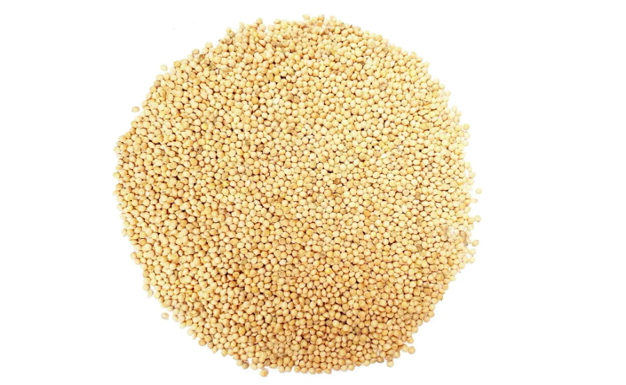 White Proso Millet bird seed for sale on Amazon. A favorite bird seed for Juncos!